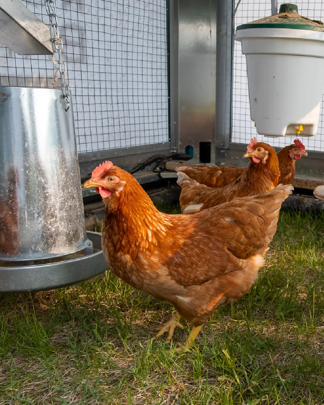 Chicken Raising Essentials