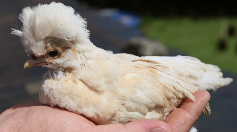Polish chickens