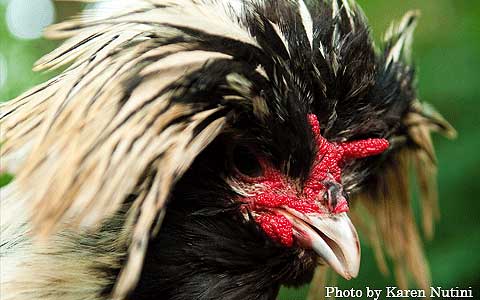 Polish chickens
