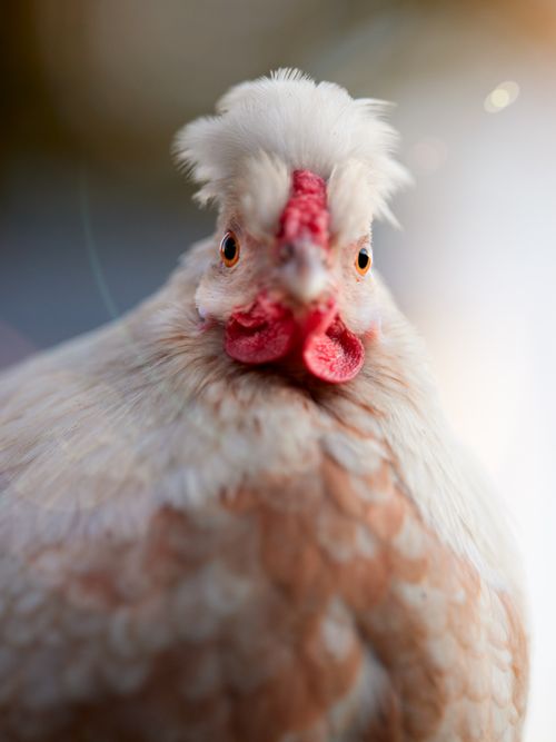 Polish chickens