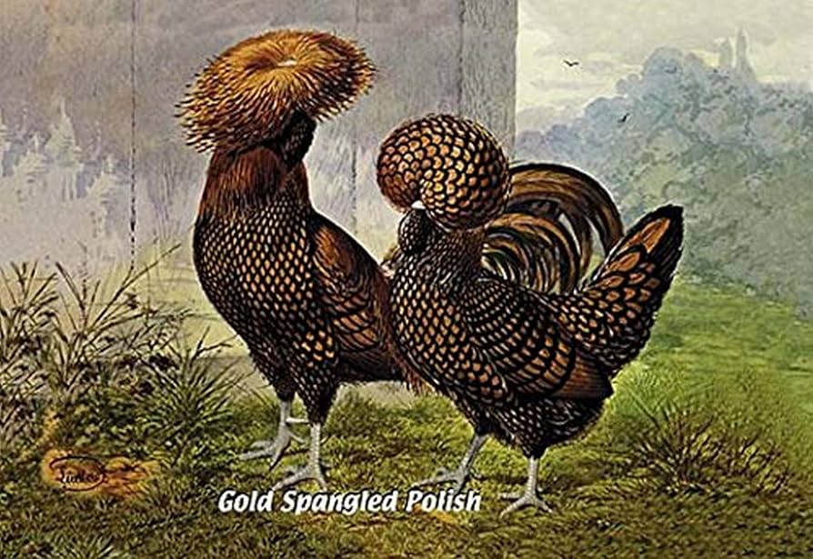 Polish chickens upgrade