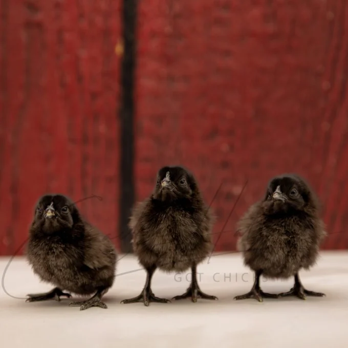 Black Chicken Breed Chicks