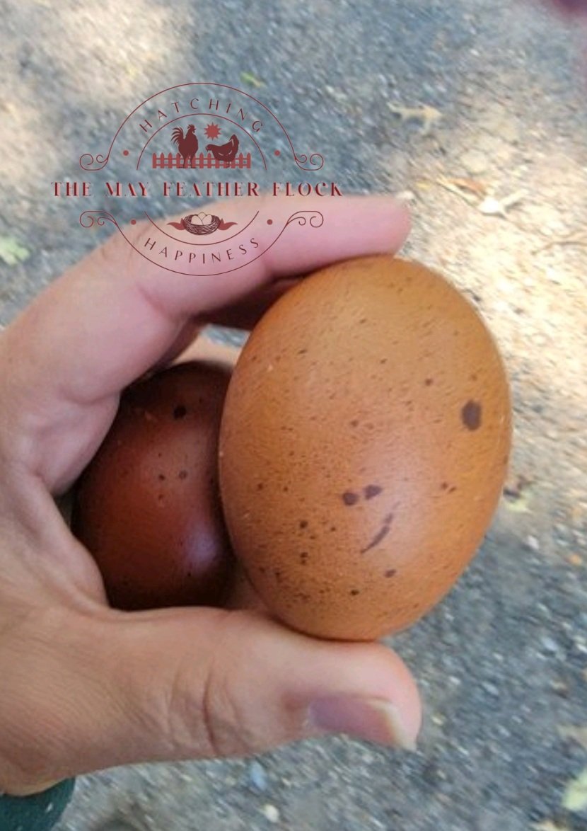 Black Copper Marans Eggs