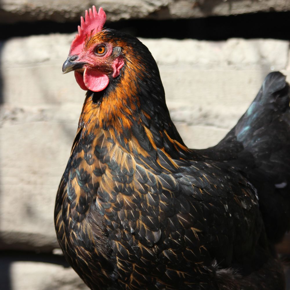 Black Copper Maran