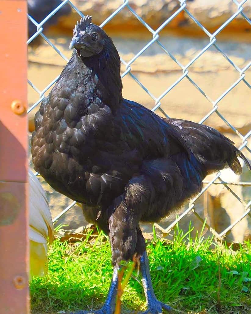 Dongxiang Blue Layer Chickens