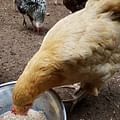 chicken feed container
