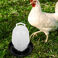clean water for chickens