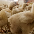 probiotic powder for chickens