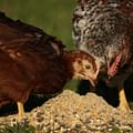 protein sources for chicken feed