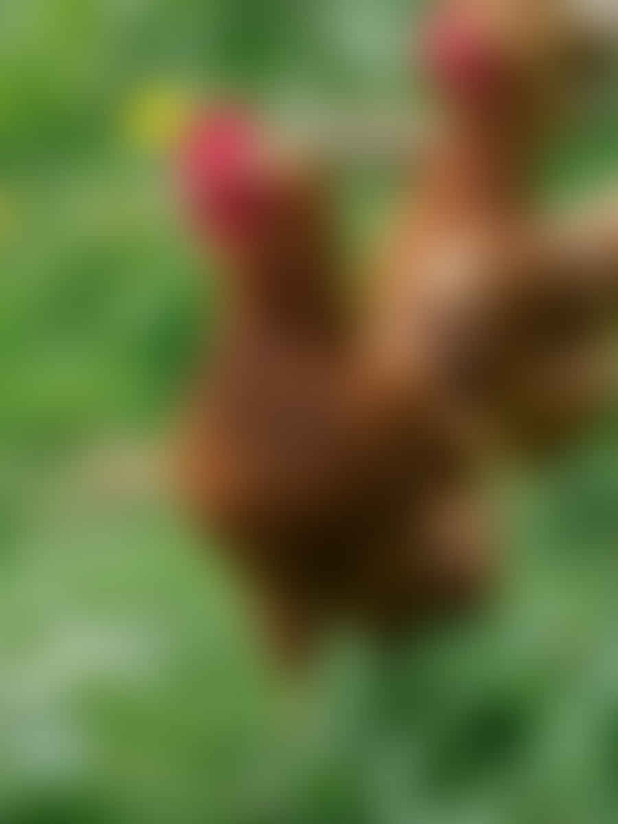 Healthy free-range chickens roaming in a farmyard