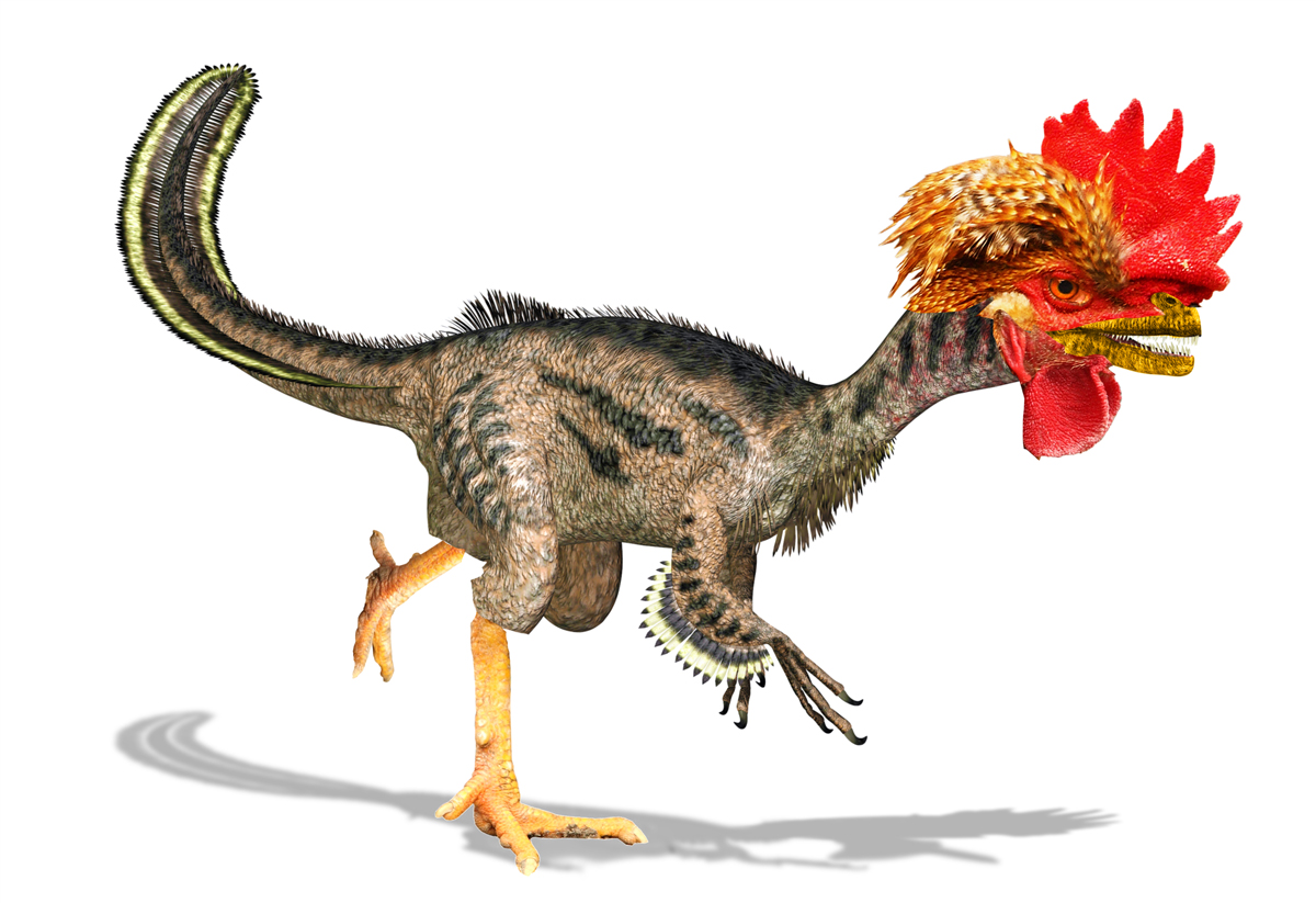 A chicken standing next to an illustration of a dinosaur, highlighting their similarities