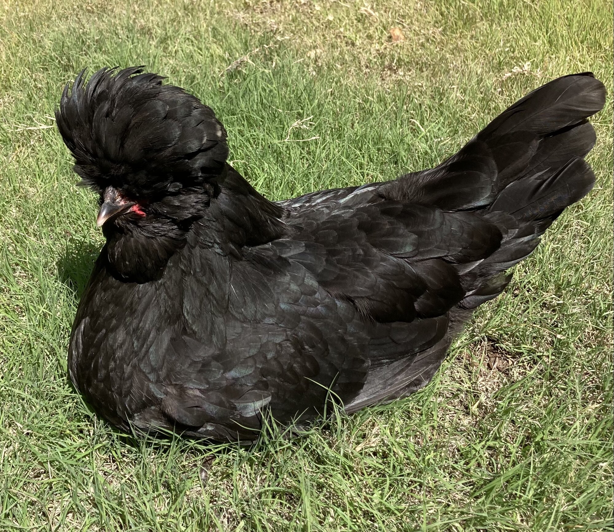 Variety of chicken breeds including black, Polish, and blue egg-laying chickens