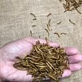 dried mealworms