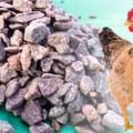 grit for chickens