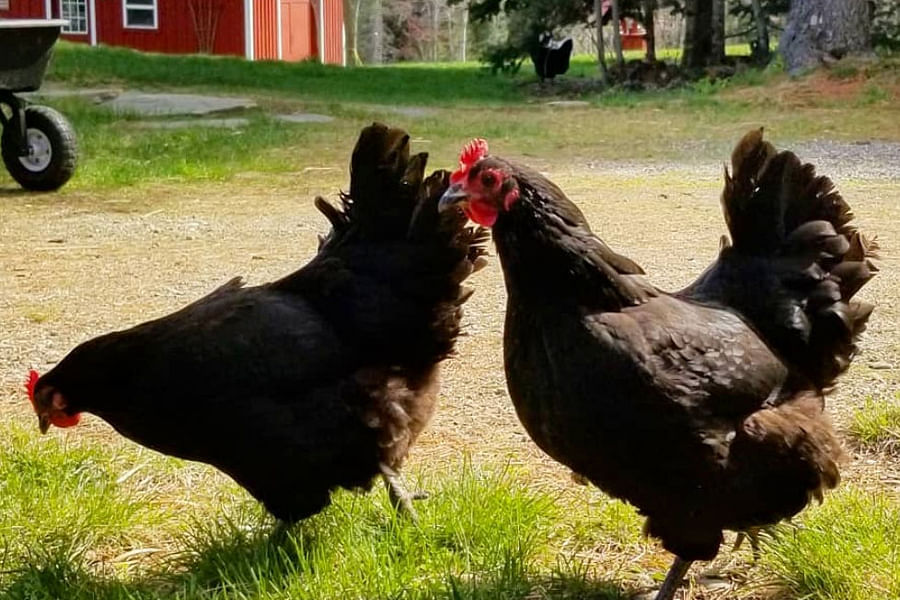 Australorp chicken