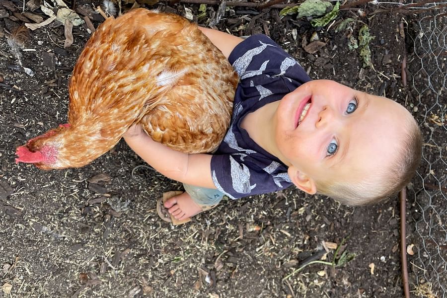 Hy-Line Brown chicken