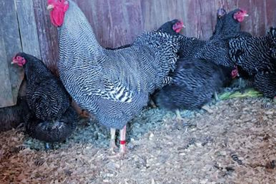 Plymouth Rock chicken