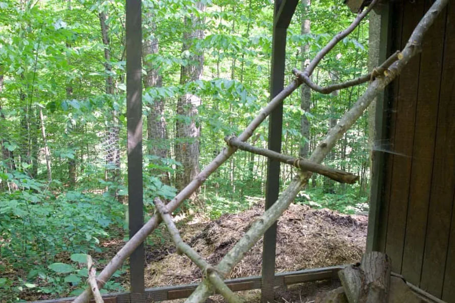 chicken coop perches