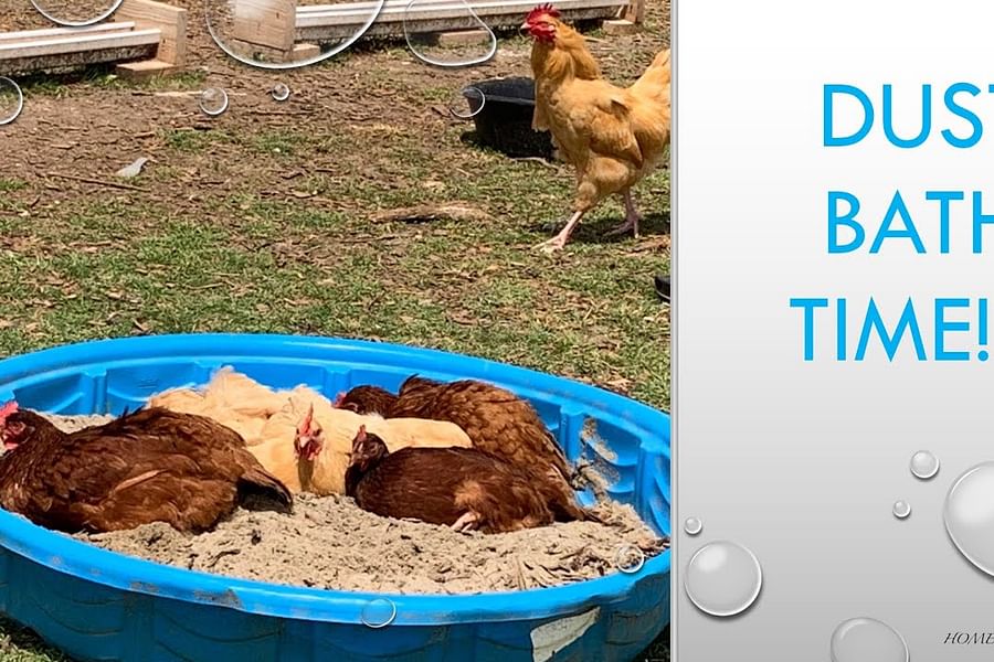 chicken dust bath