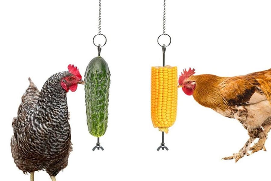 chicken foraging toys