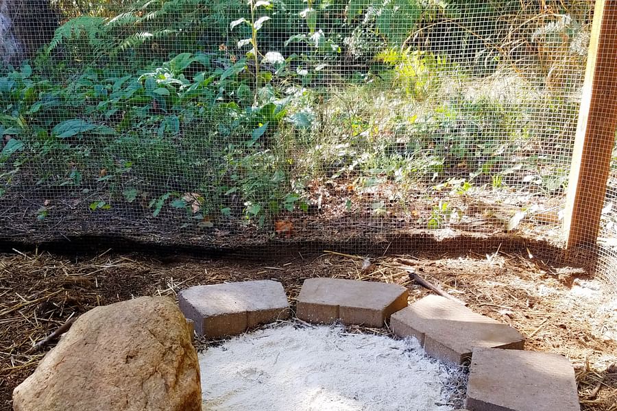 chicken pecking playground