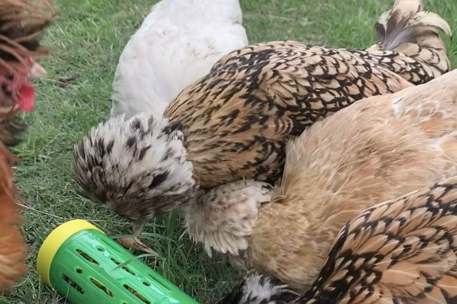 chicken treat dispenser