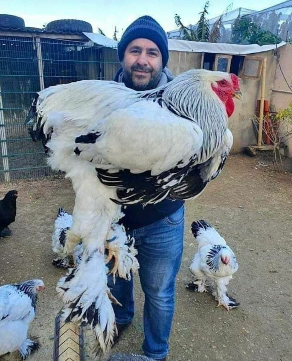 Brahma chicken