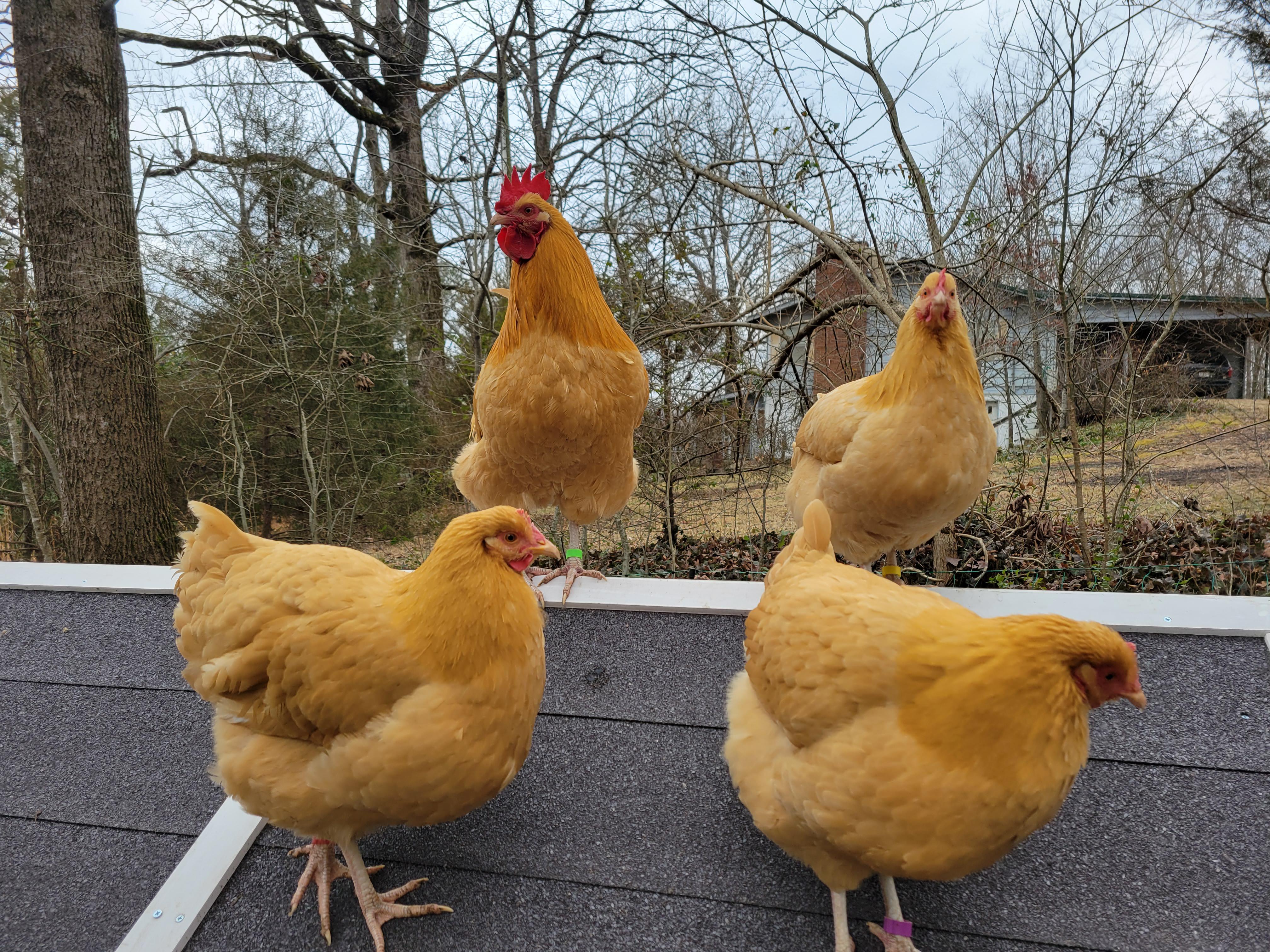 Buff Orpington chicken