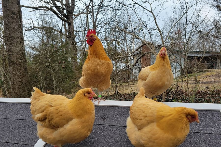 Buff Orpington chicken