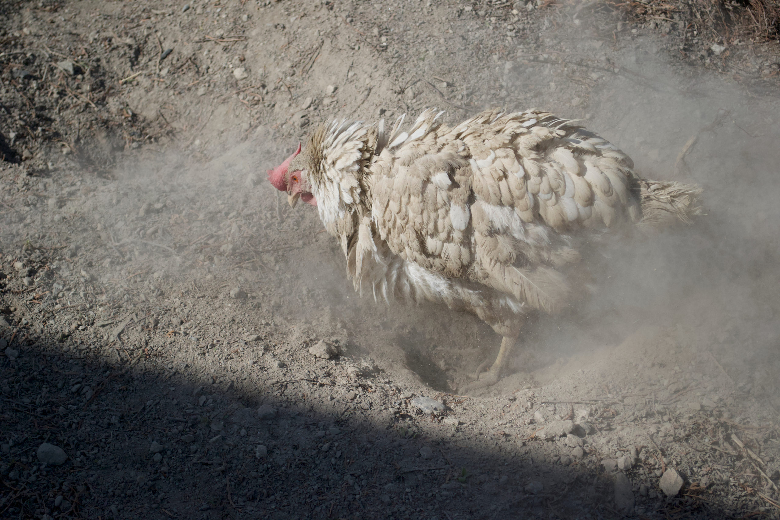 chicken dust bathing