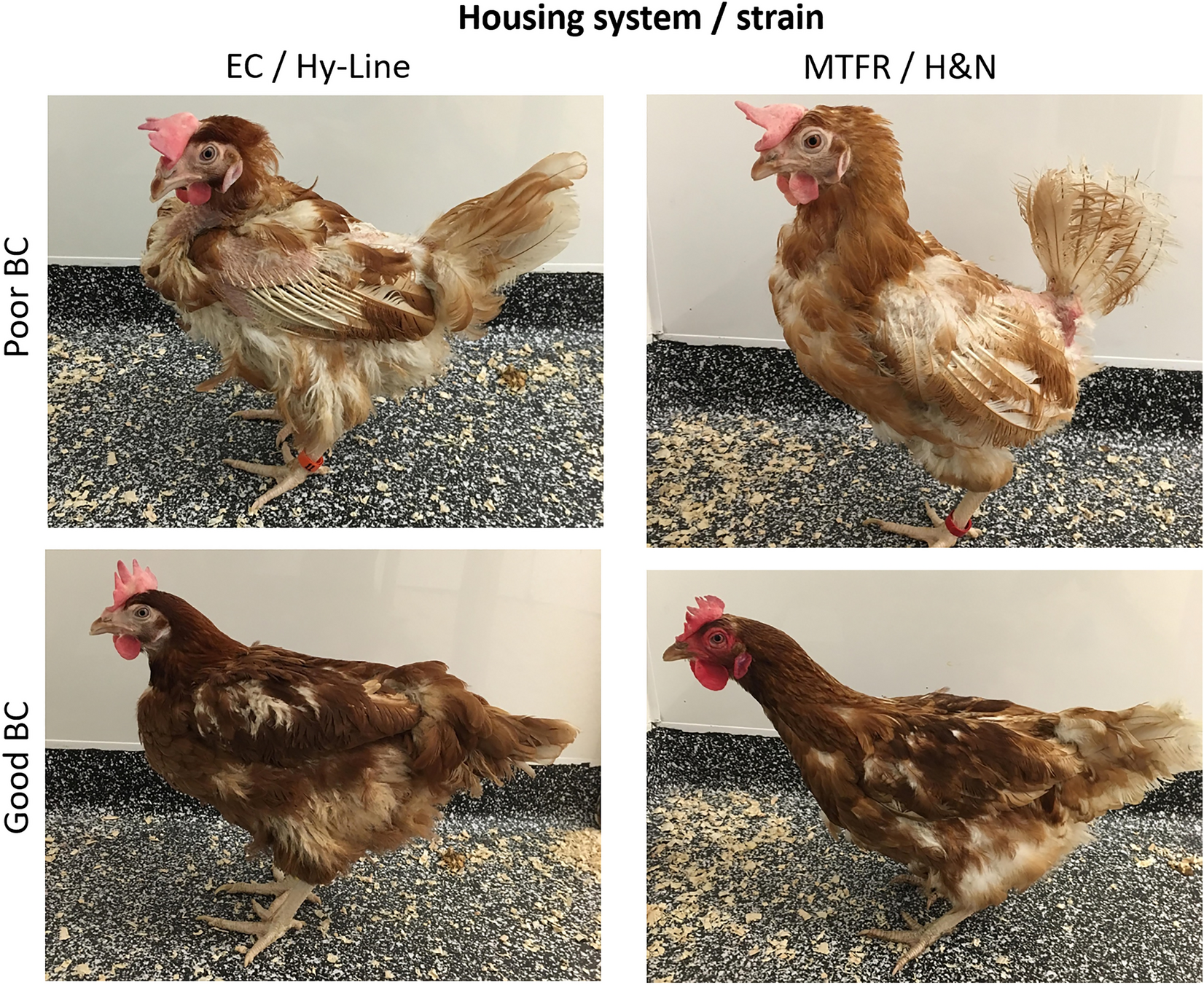 chicken freezing behavior