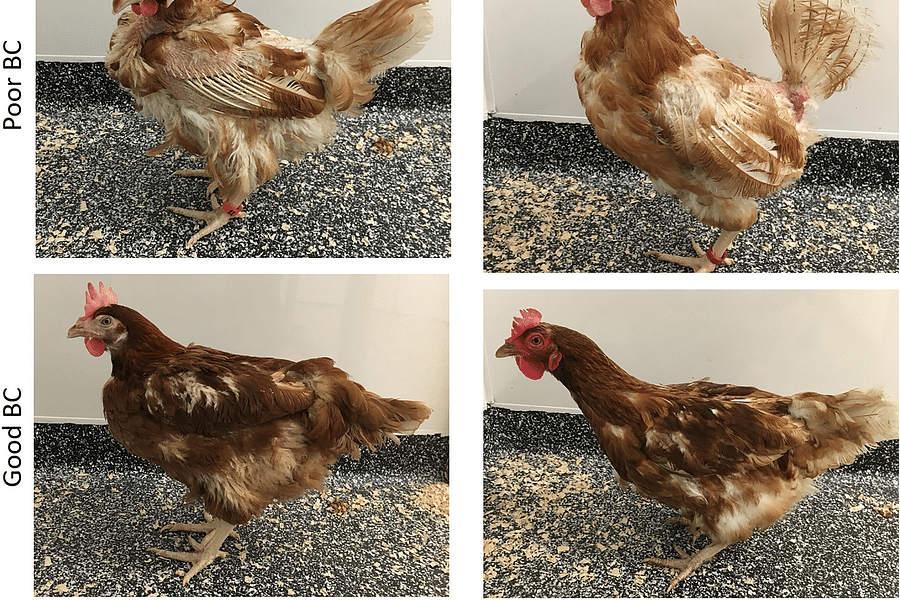 chicken freezing behavior