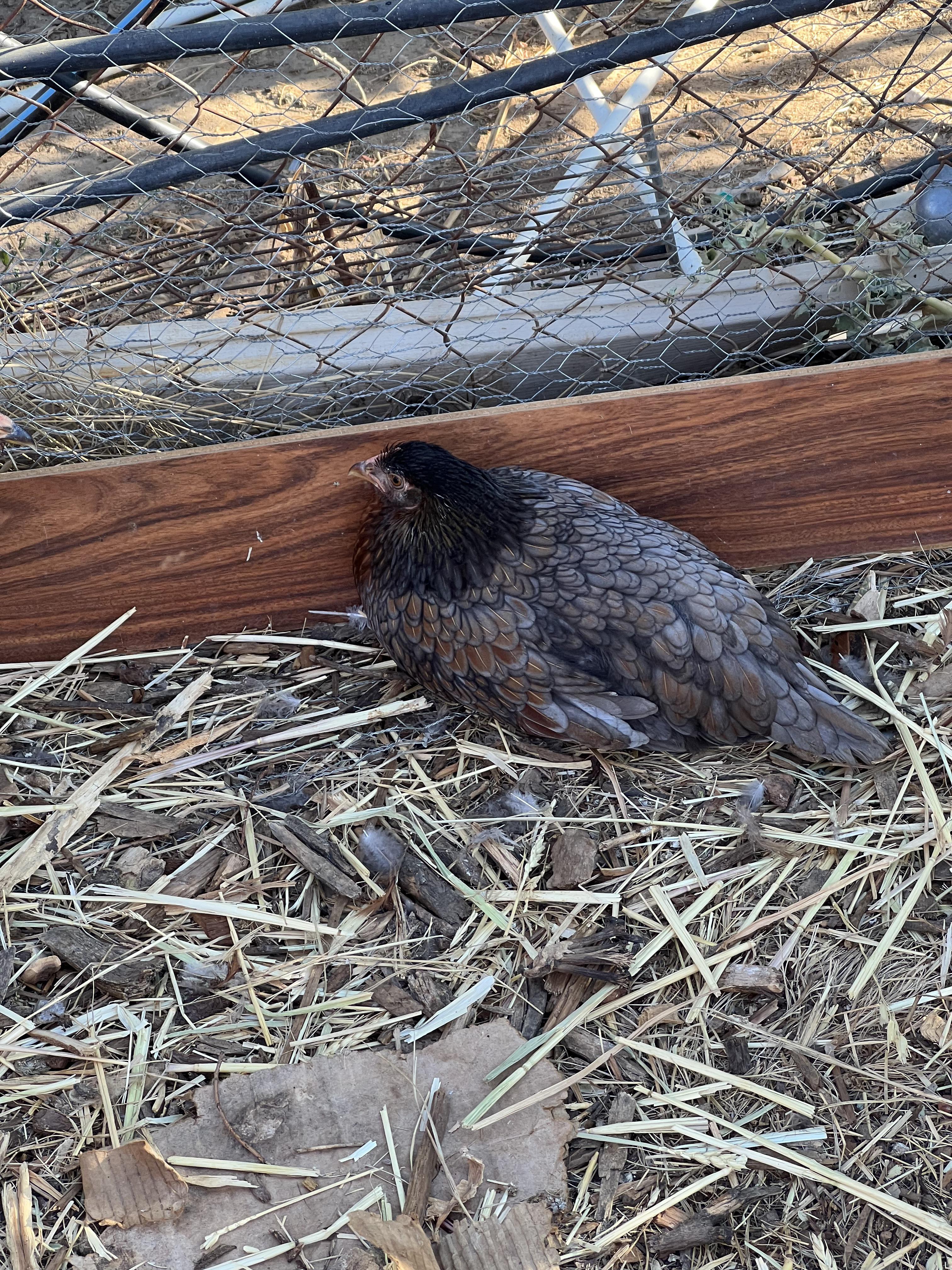 chicken relaxed pecking