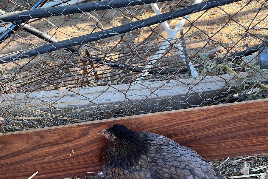 chicken relaxed pecking