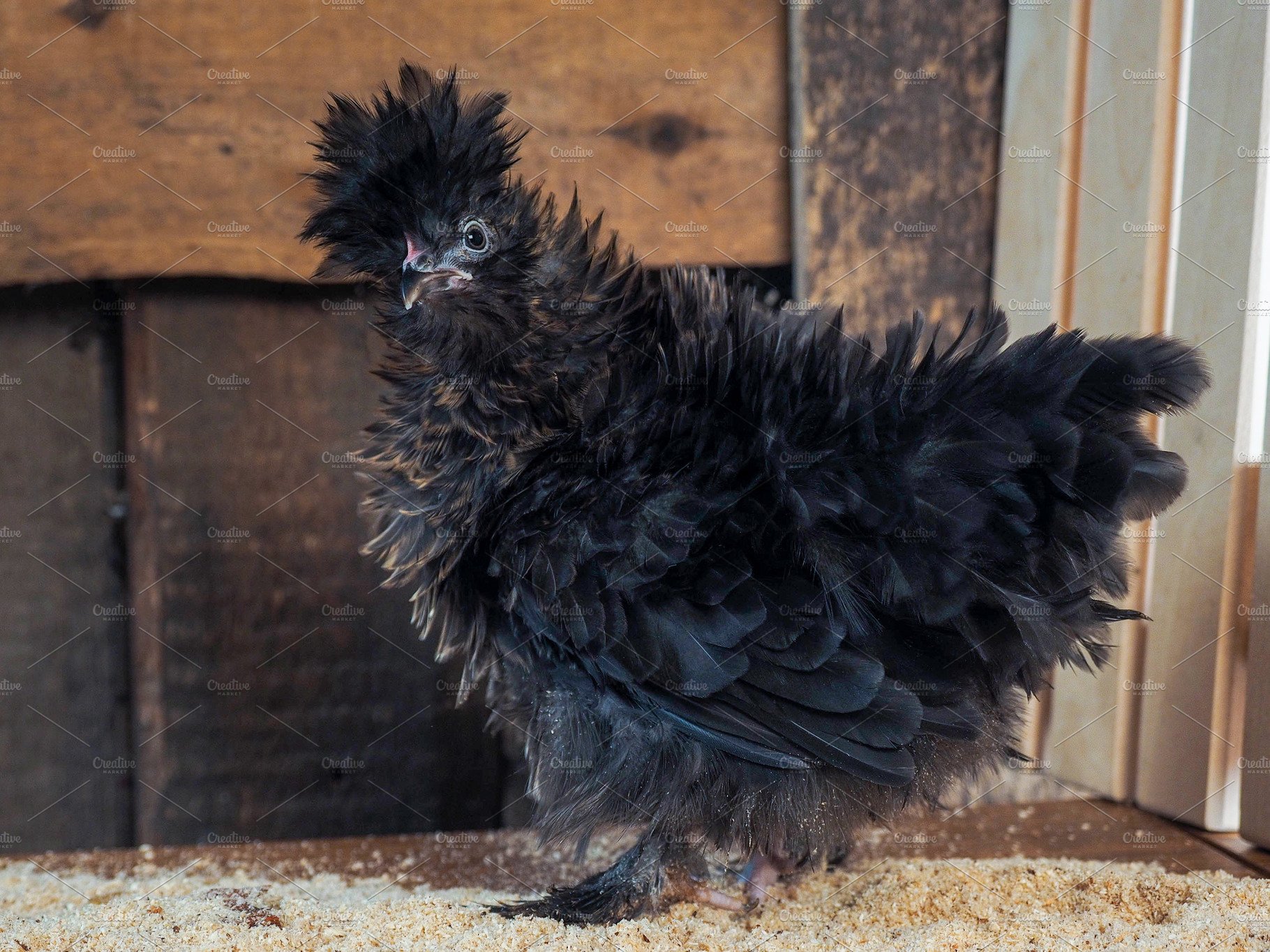 chicken ruffled feathers