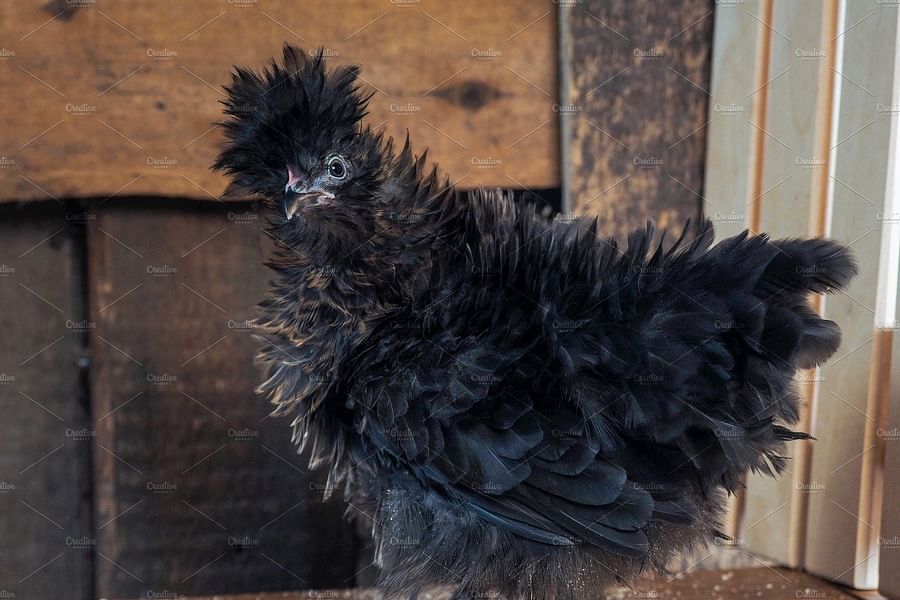chicken ruffled feathers
