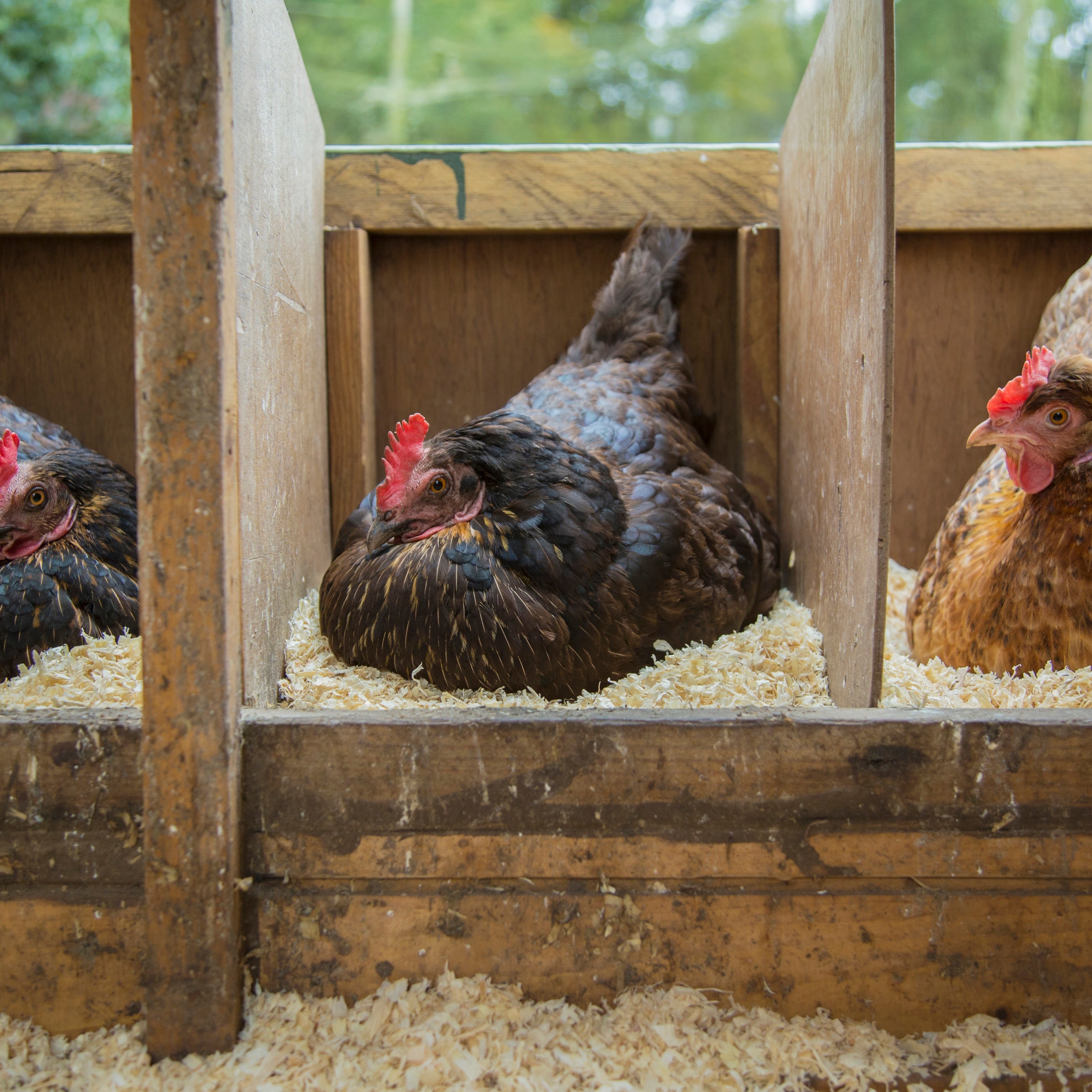 child cleaning chicken coop