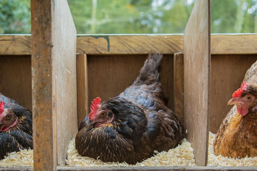 child cleaning chicken coop