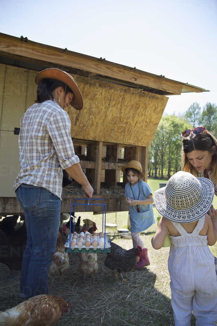 child collecting chicken eggs