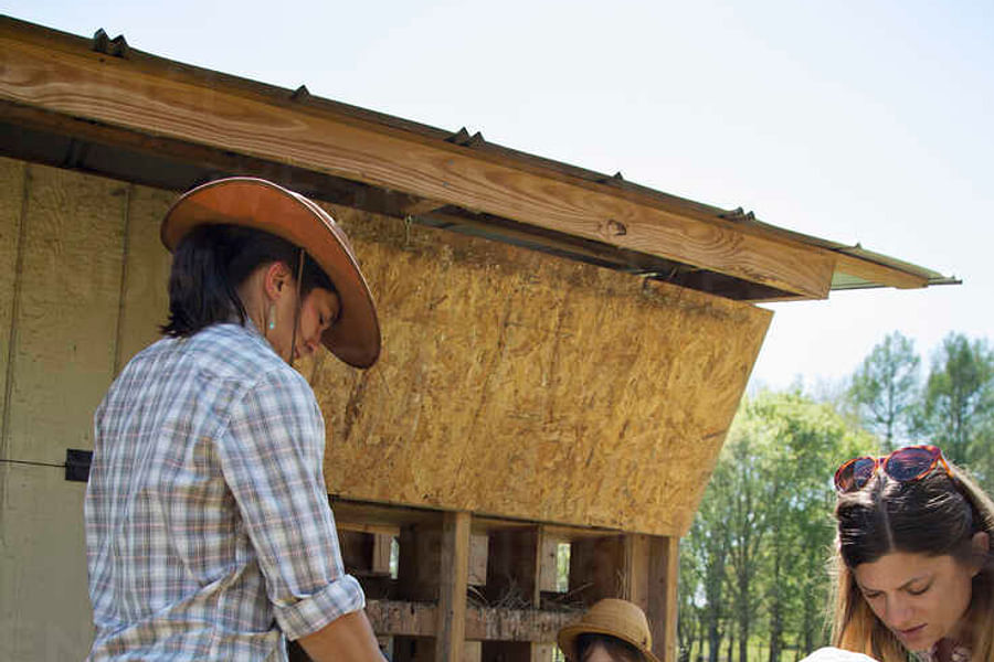 child collecting chicken eggs