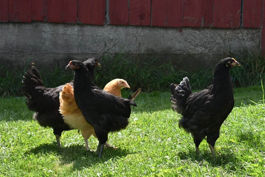 child refilling chicken waterer