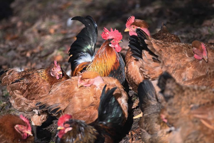 hen clucking with chicks
