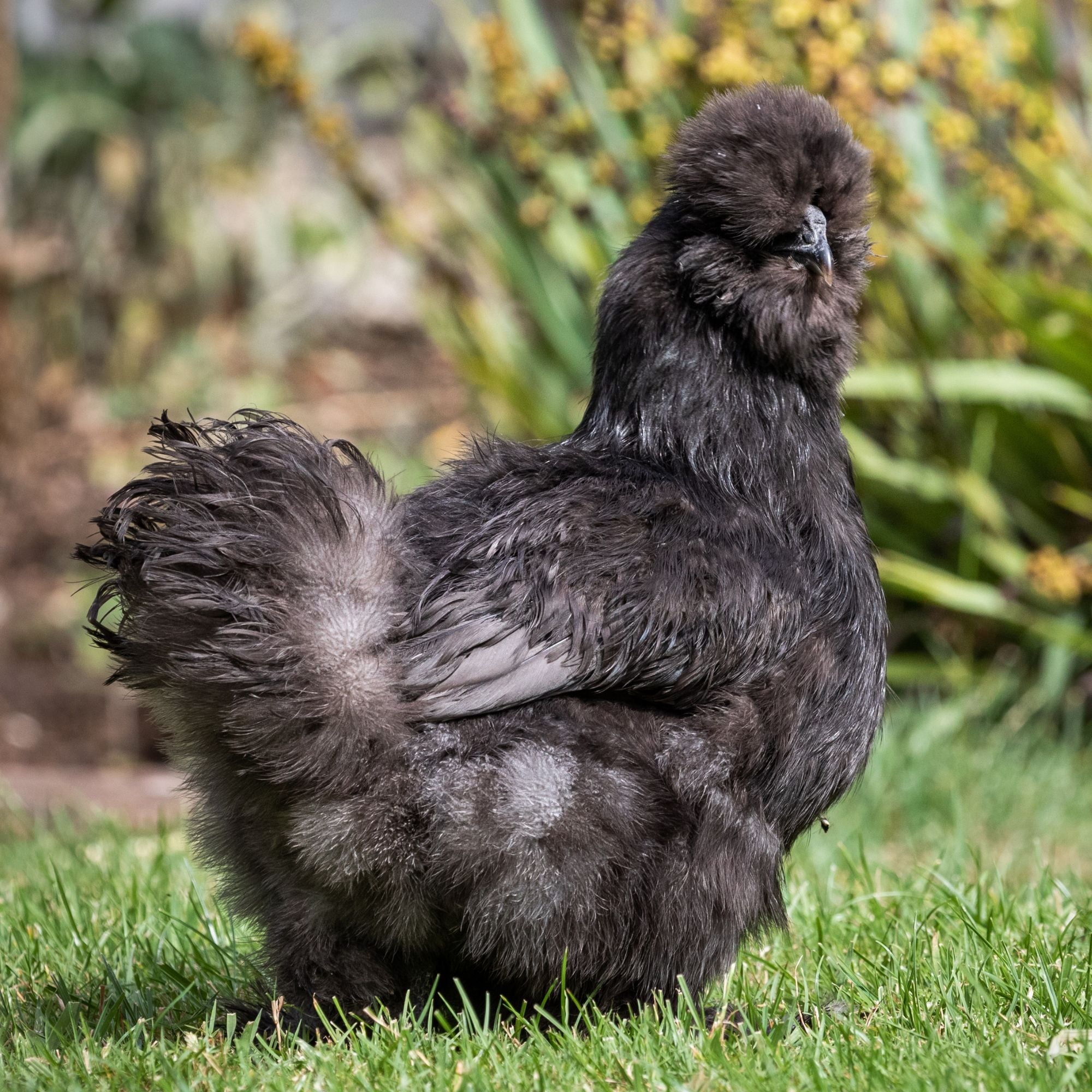 Silkie chicken