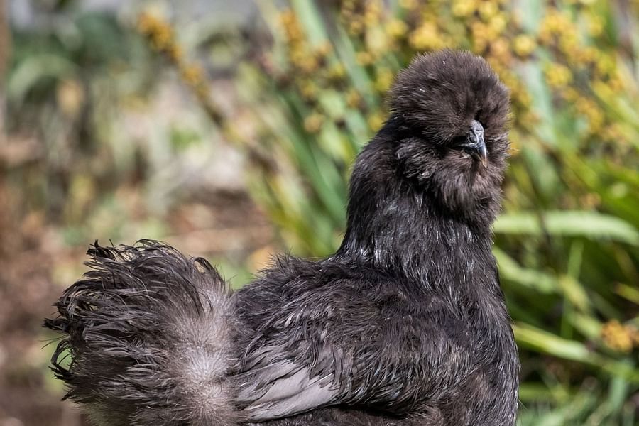Silkie chicken