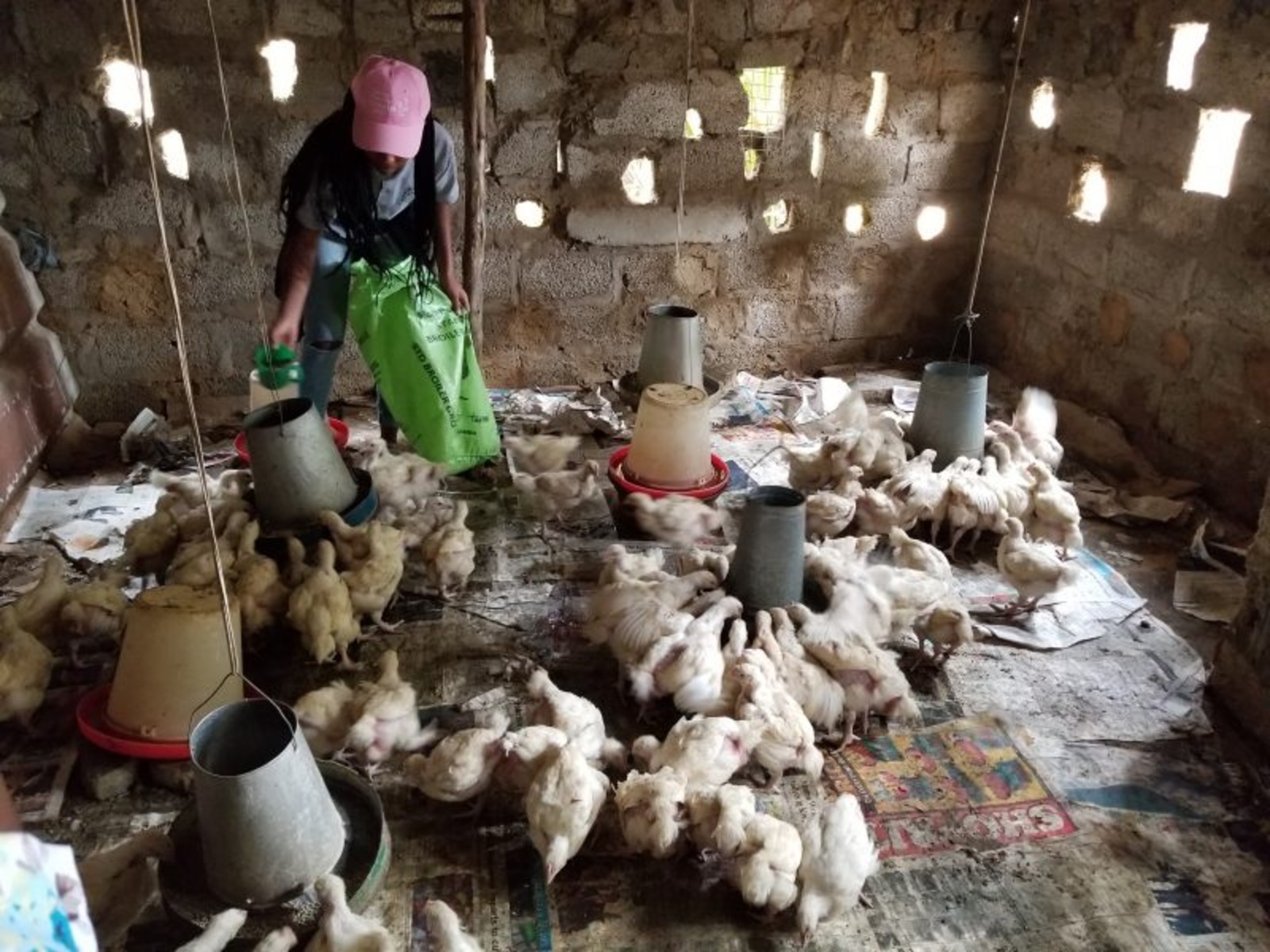 teenager chicken record keeping