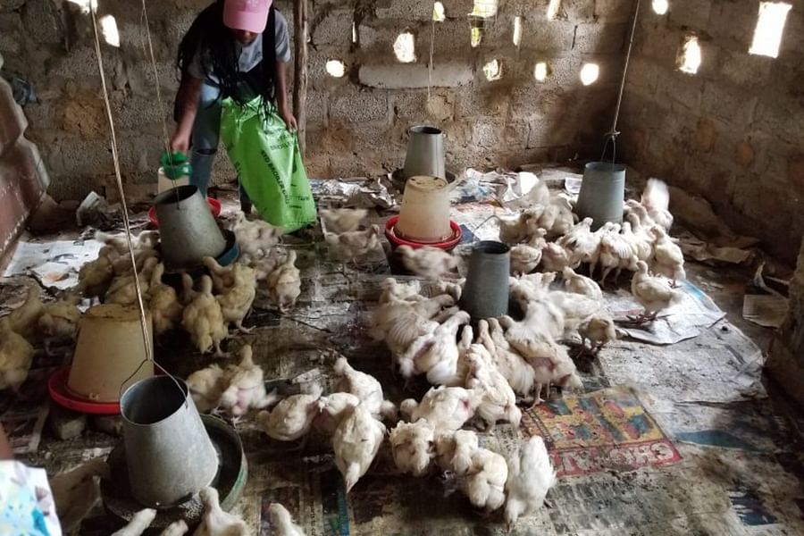 teenager chicken record keeping