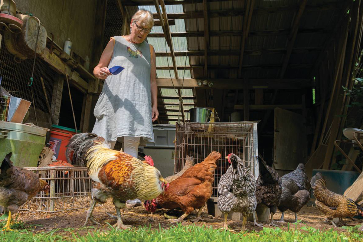 toddler feeding chickens