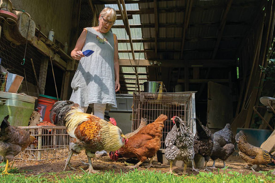 toddler feeding chickens