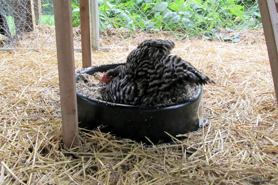 chicken coop dust bath old tires