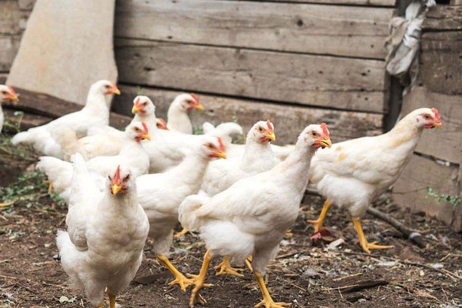 wine barrel chicken nesting boxes